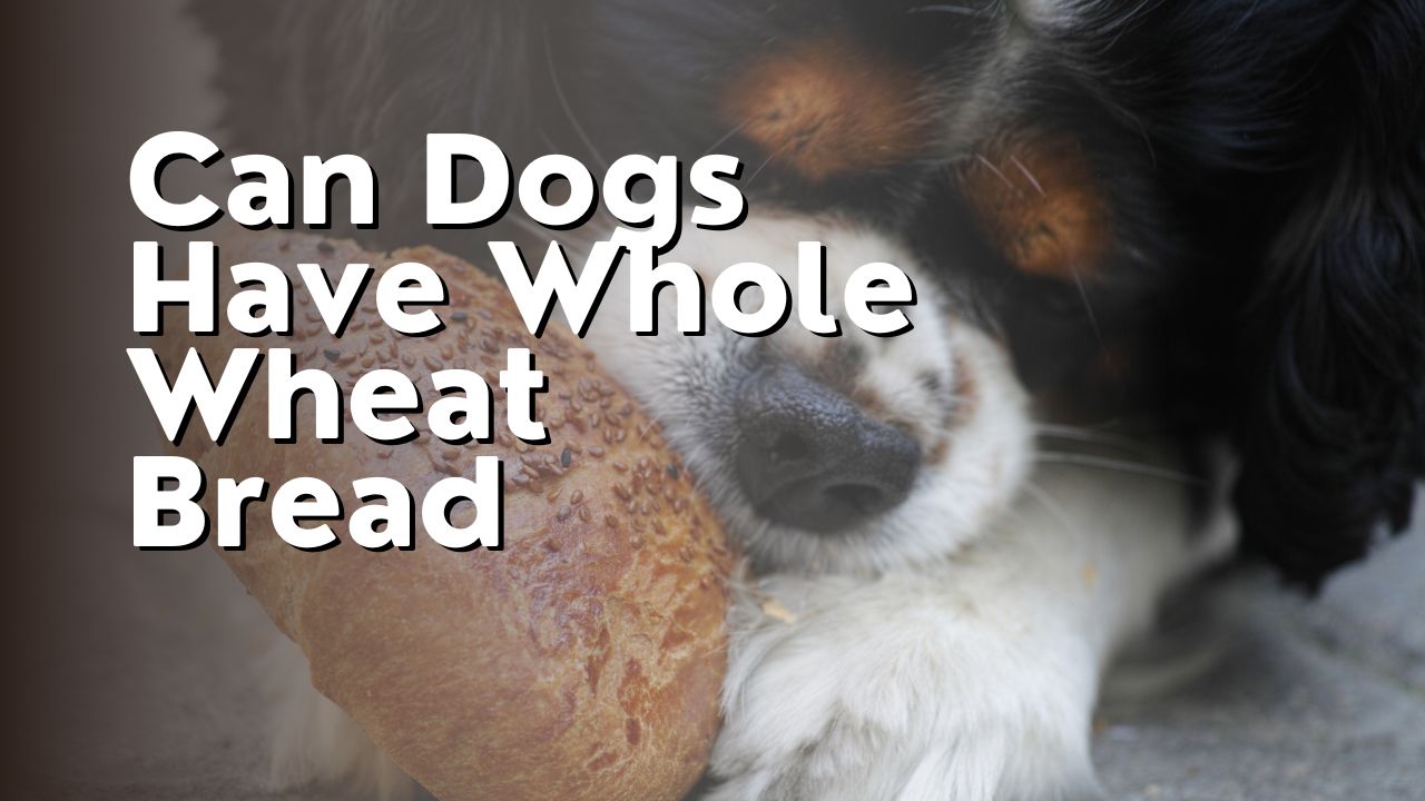 Can Dogs Have Whole Wheat Bread