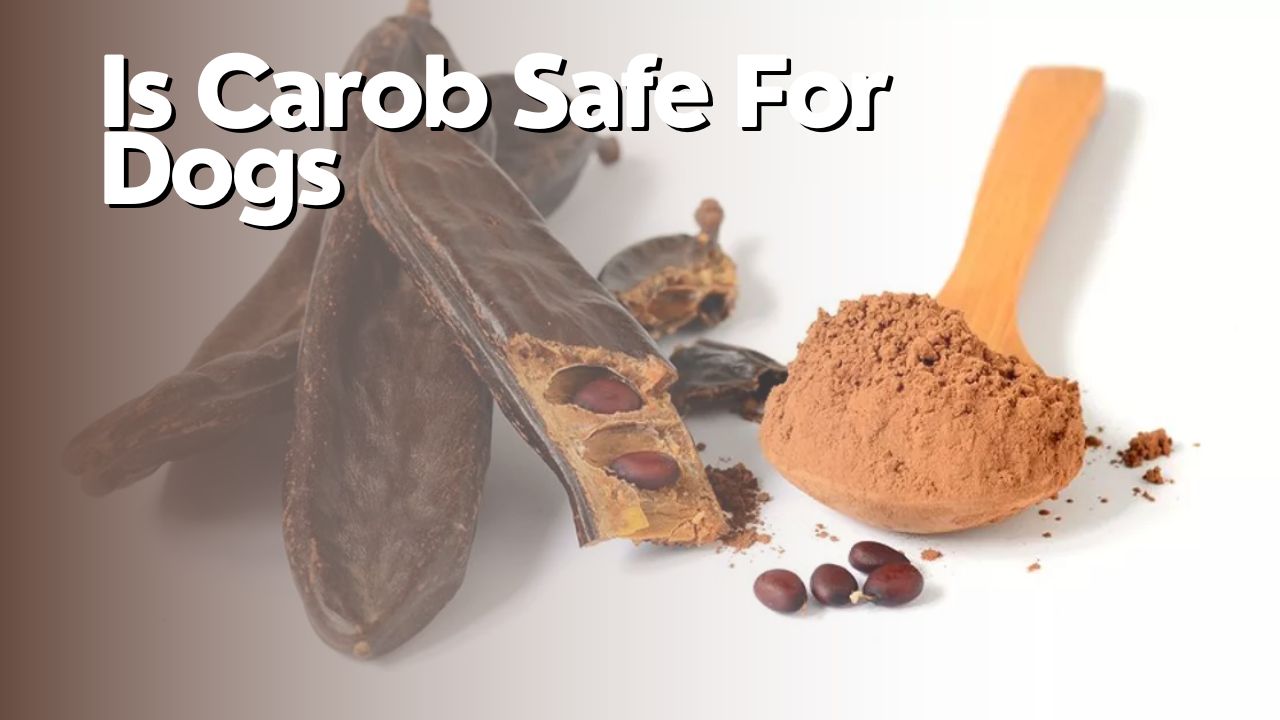 Is Carob Safe For Dogs