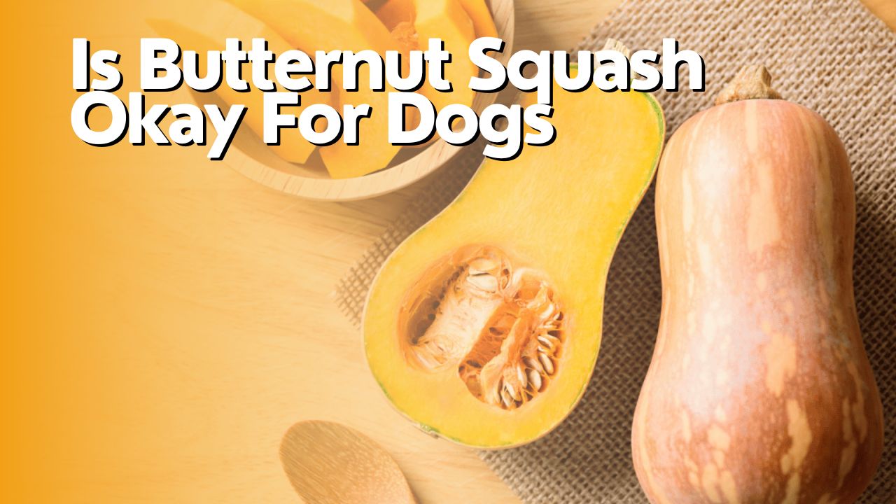 Is Butternut Squash Okay For Dogs
