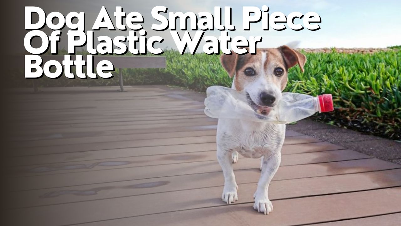 Dog Ate Small Piece Of Plastic Water Bottle