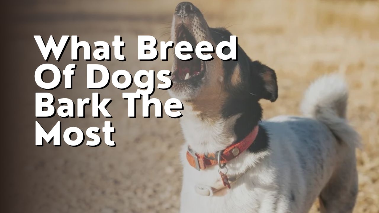 What Breed Of Dogs Bark The Most