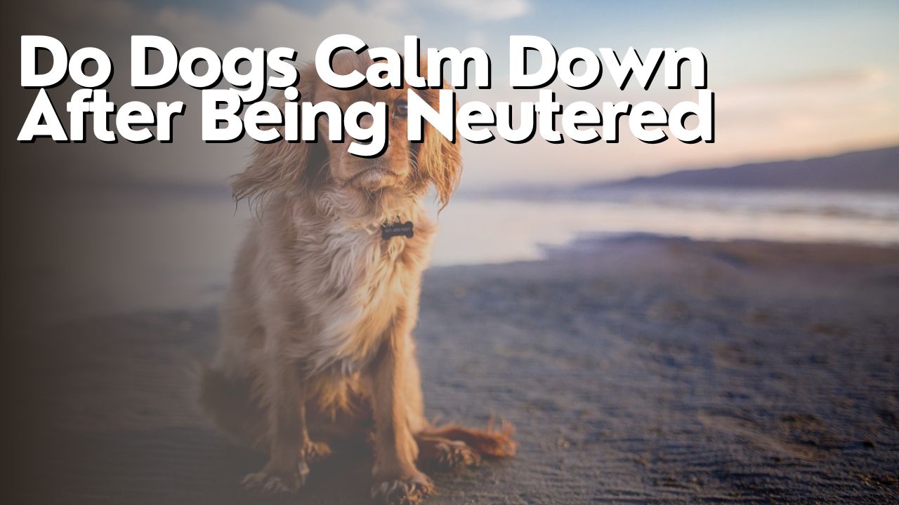 Do Dogs Calm Down After Being Neutered