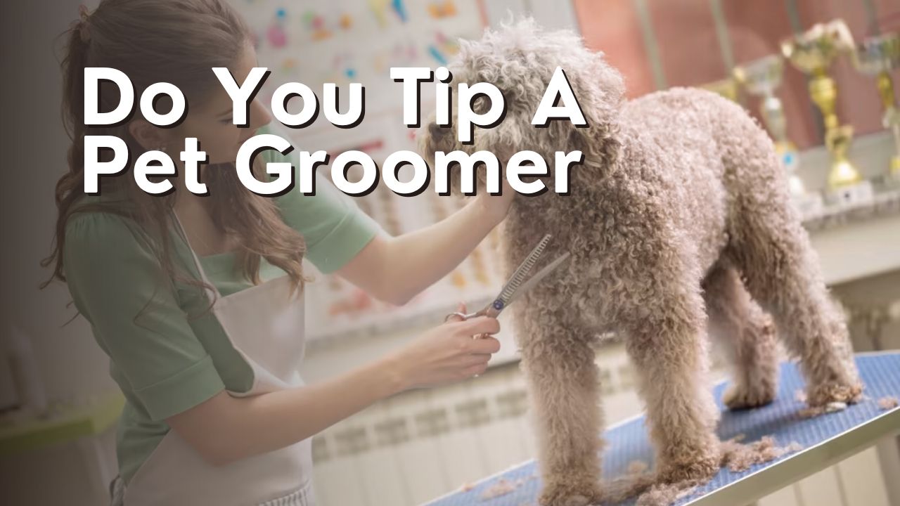 Do You Tip A Pet Groomer