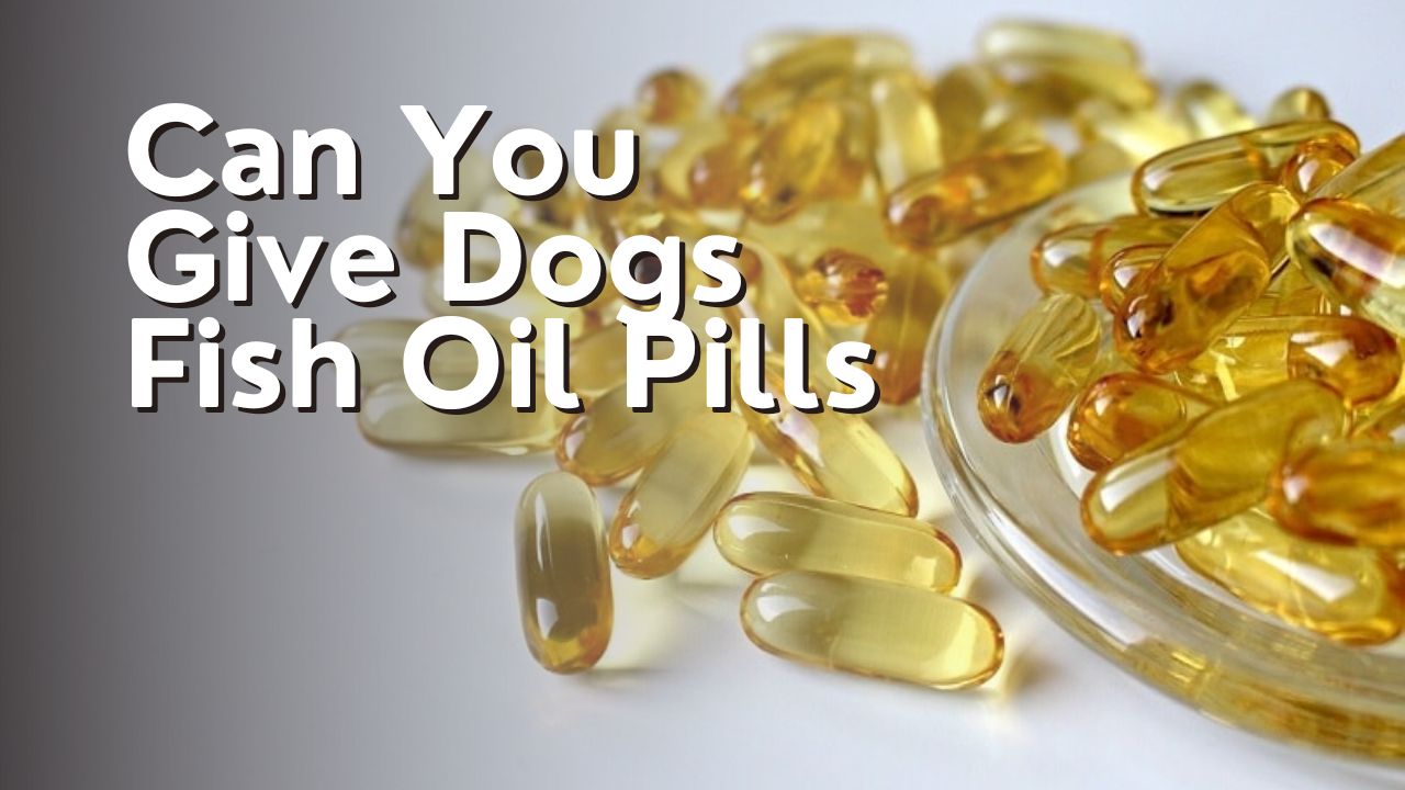 Can You Give Dogs Fish Oil Pills