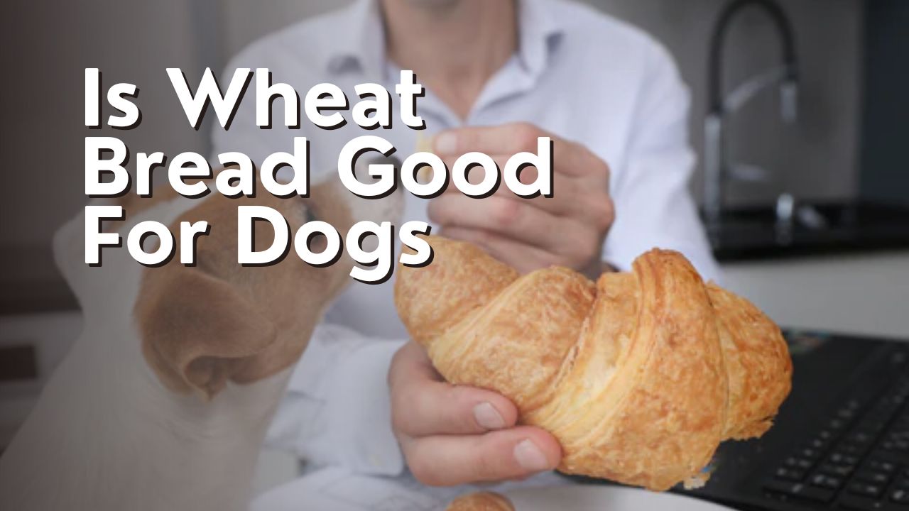 Is Wheat Bread Good For Dogs