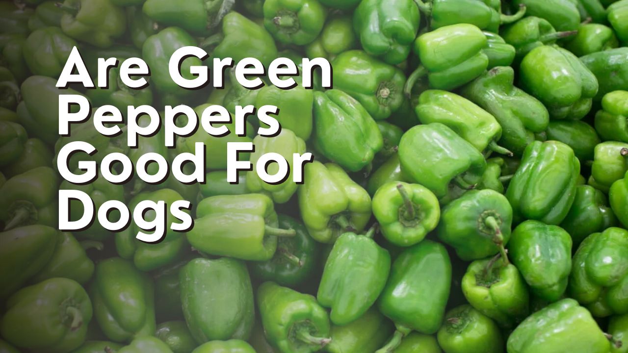 Are Green Peppers Good For Dogs