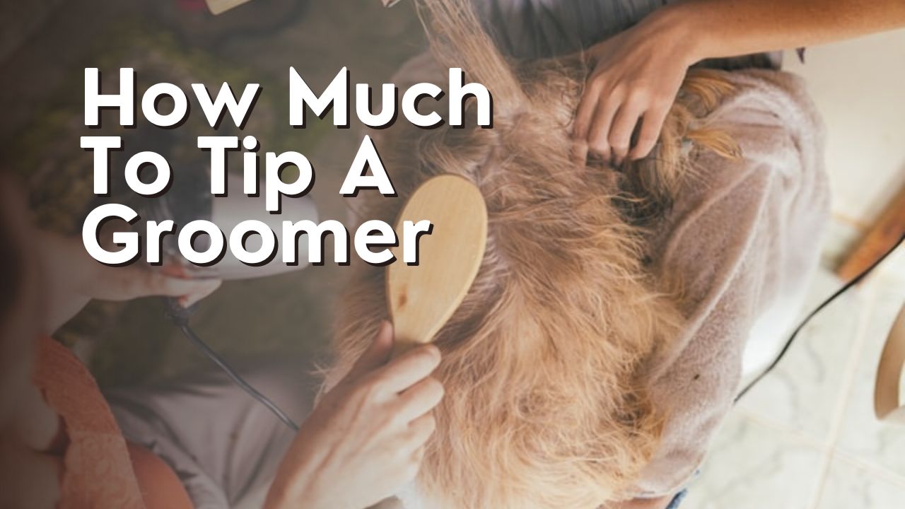How Much To Tip A Groomer