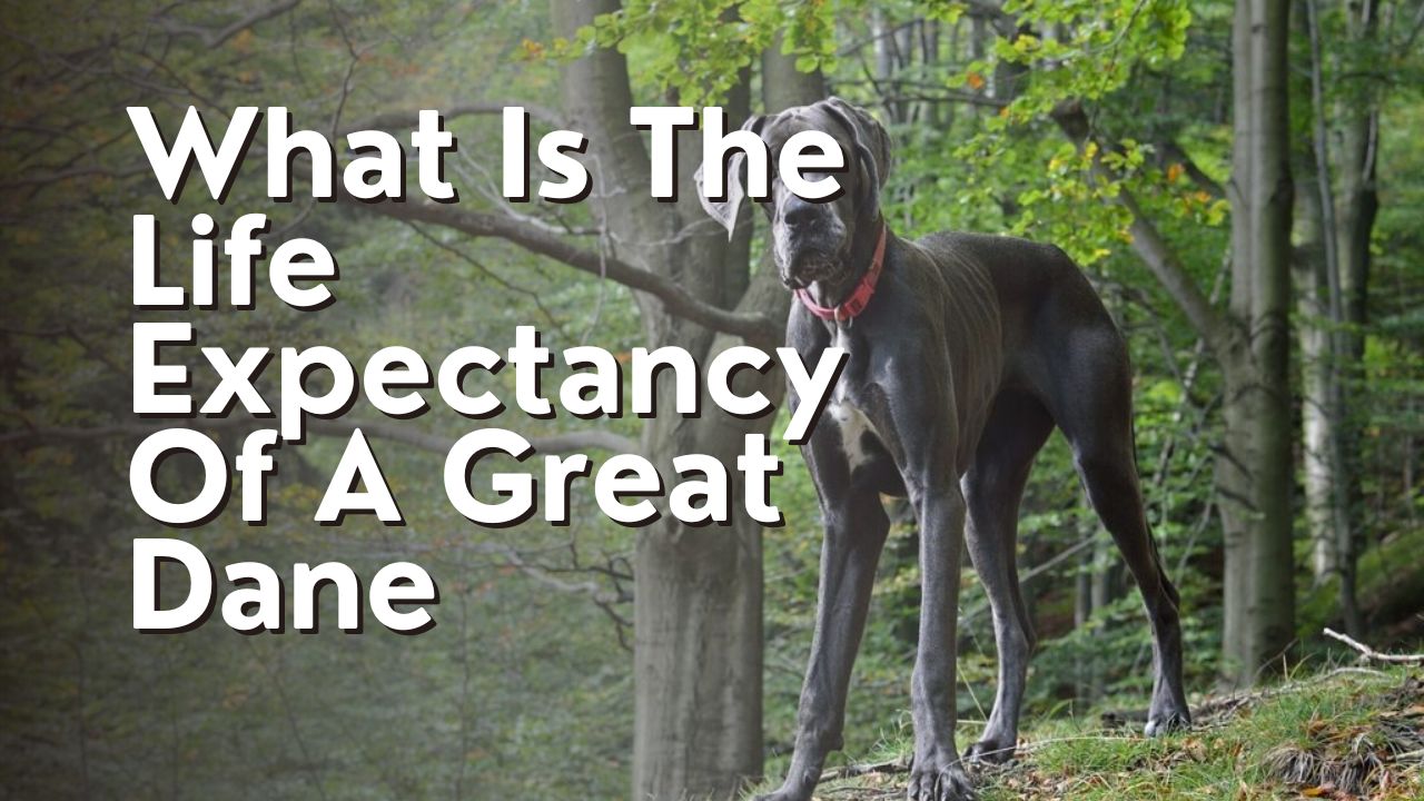 What Is The Life Expectancy Of A Great Dane