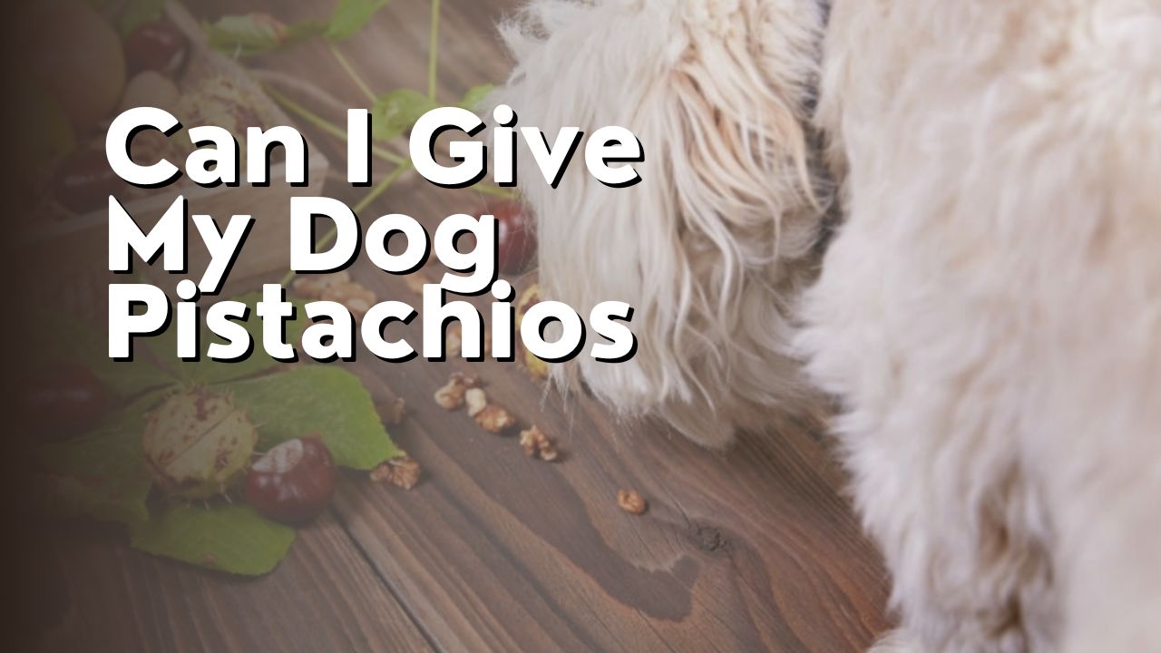 Can I Give My Dog Pistachios