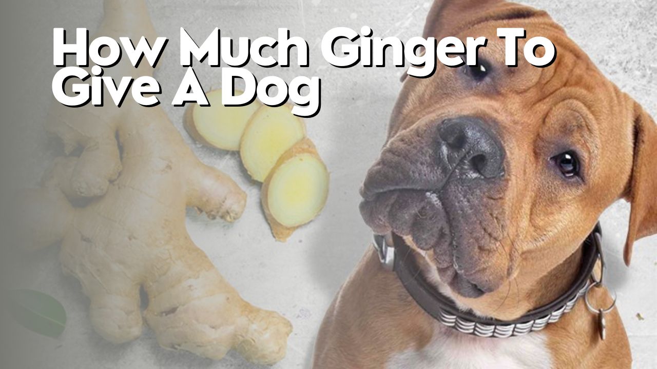 How Much Ginger To Give A Dog