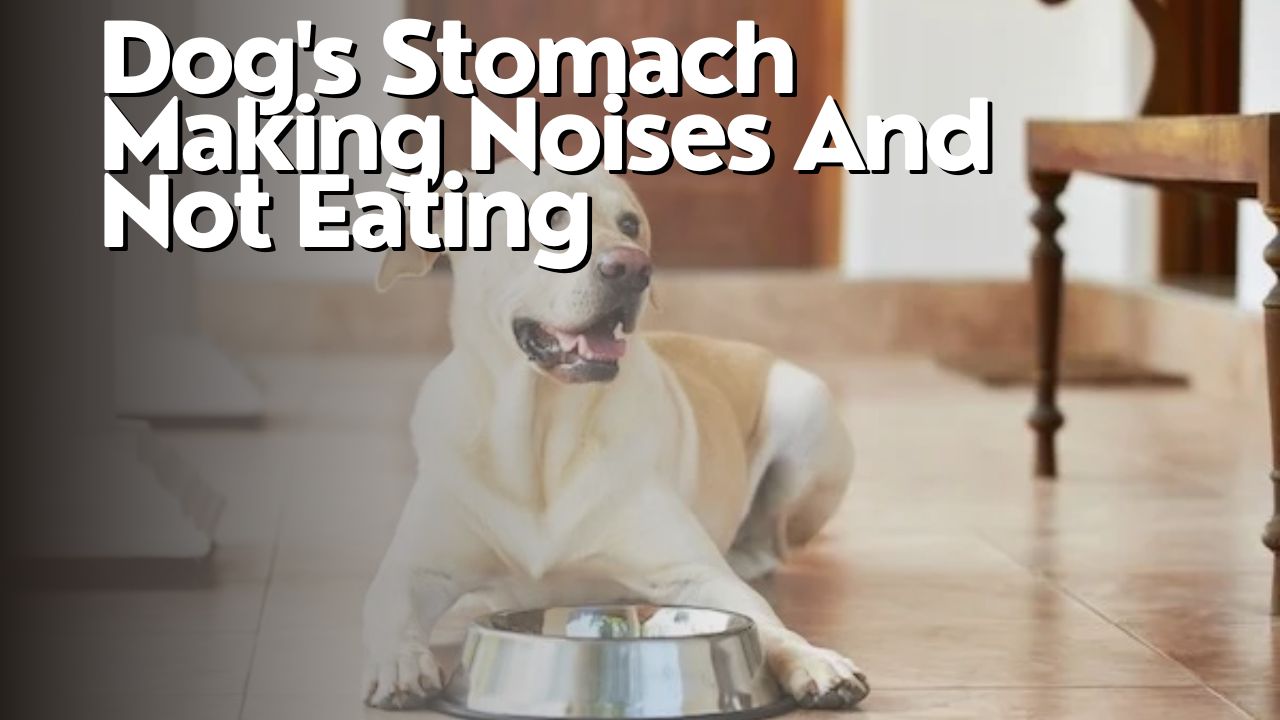 Dog's Stomach Making Noises And Not Eating