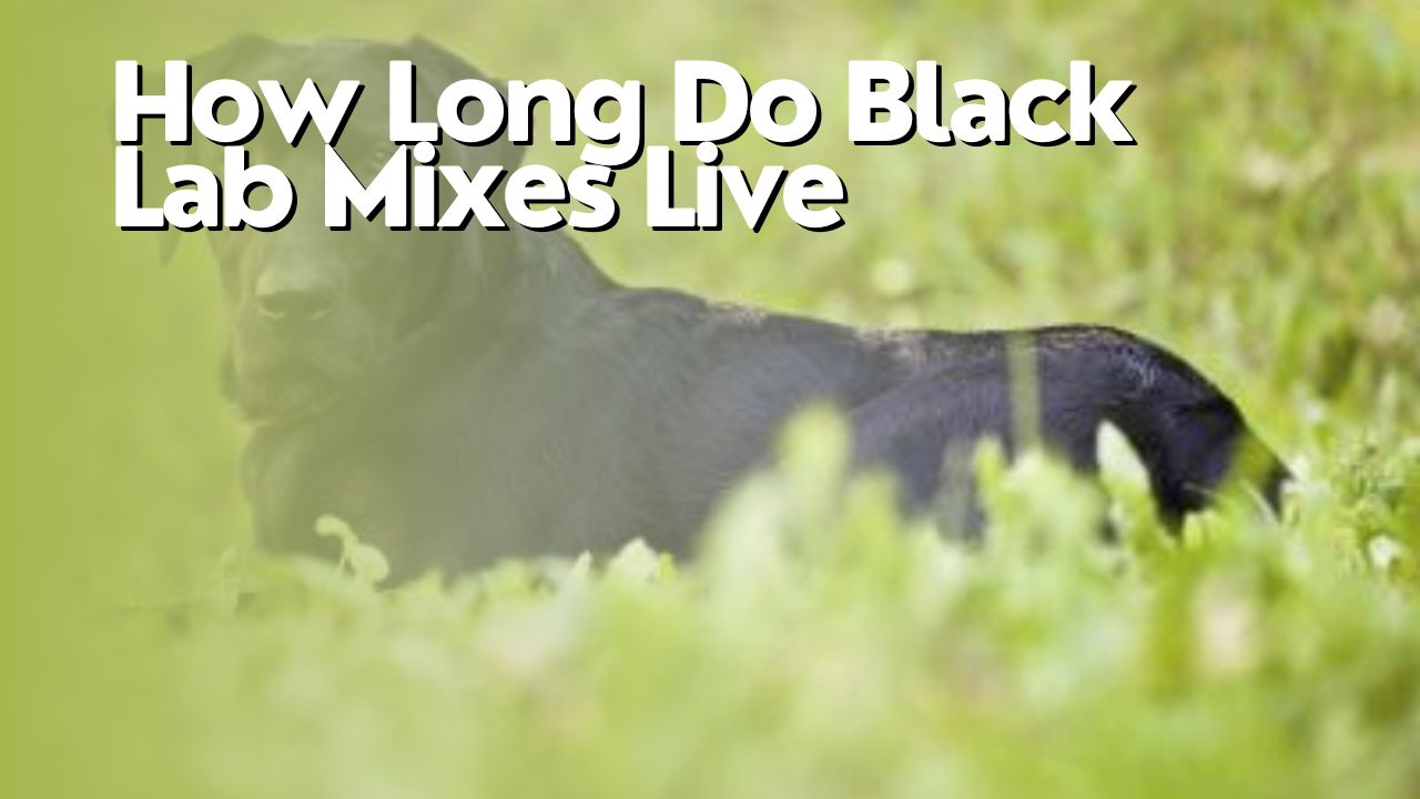 How Long Do Black Lab Mixes Live