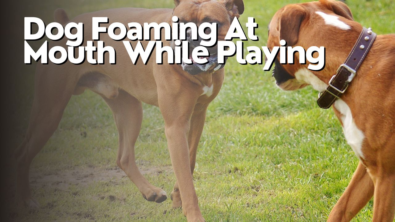 Dog Foaming At Mouth While Playing