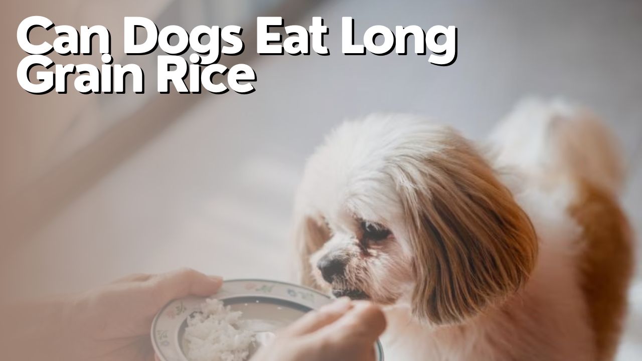 Can Dogs Eat Long Grain Rice