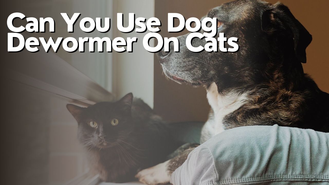 Can You Use Dog Dewormer On Cats