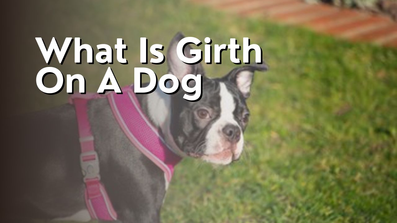 What Is Girth On A Dog