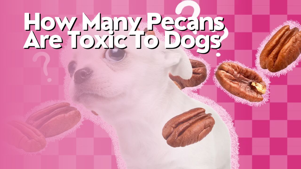 How Many Pecans Are Toxic To Dogs