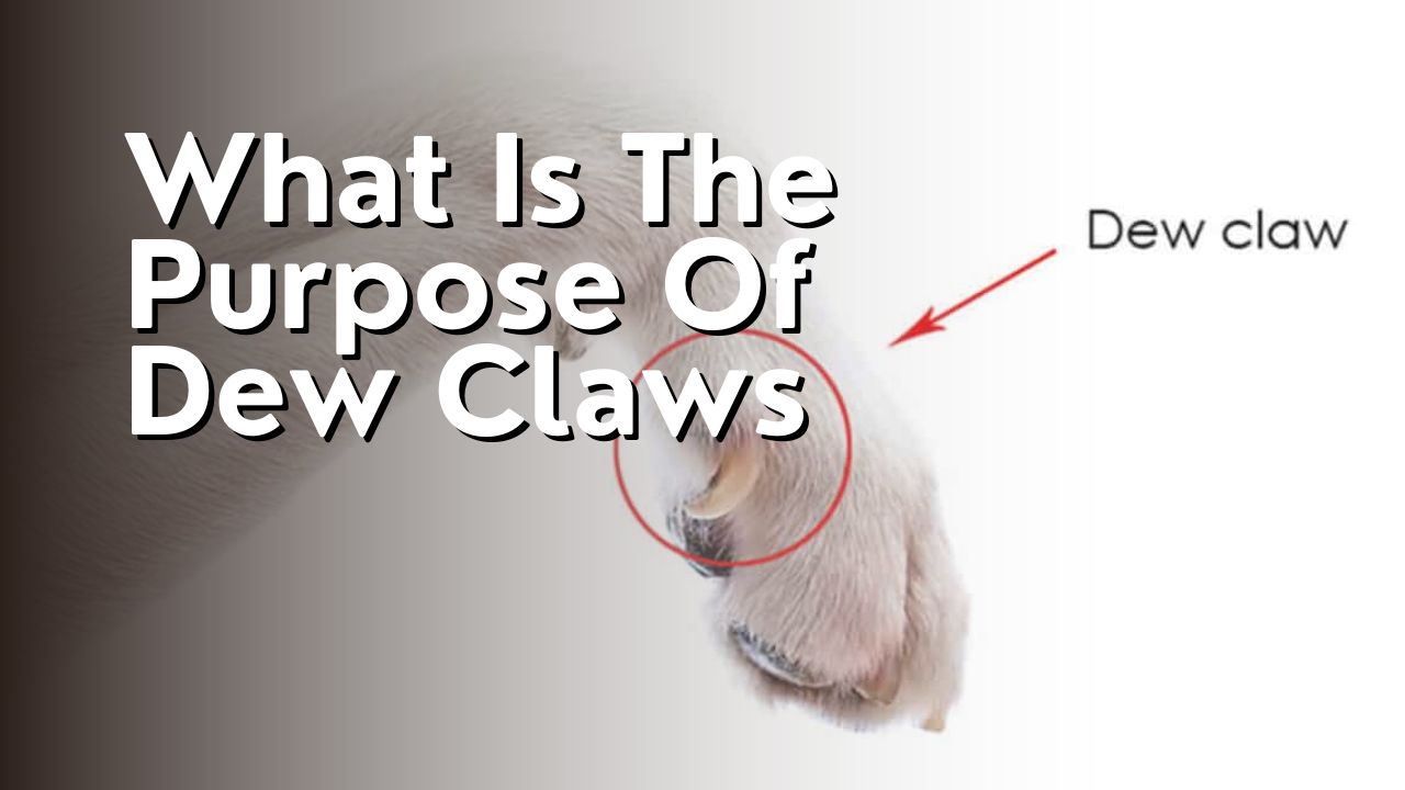 What Is The Purpose Of Dew Claws