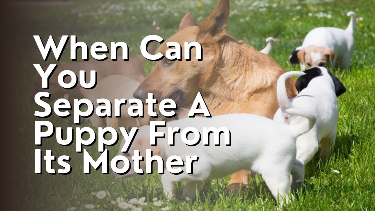 When Can You Separate A Puppy From Its Mother