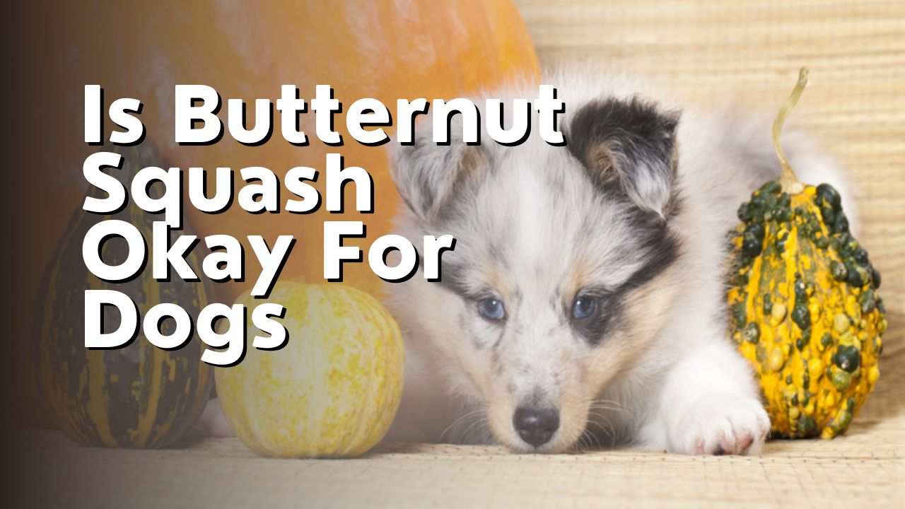 Is Butternut Squash Okay For Dogs