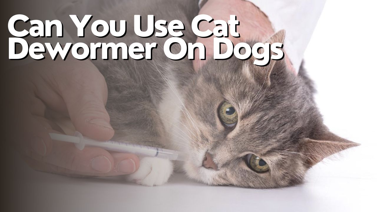 Can You Use Cat Dewormer On Dogs