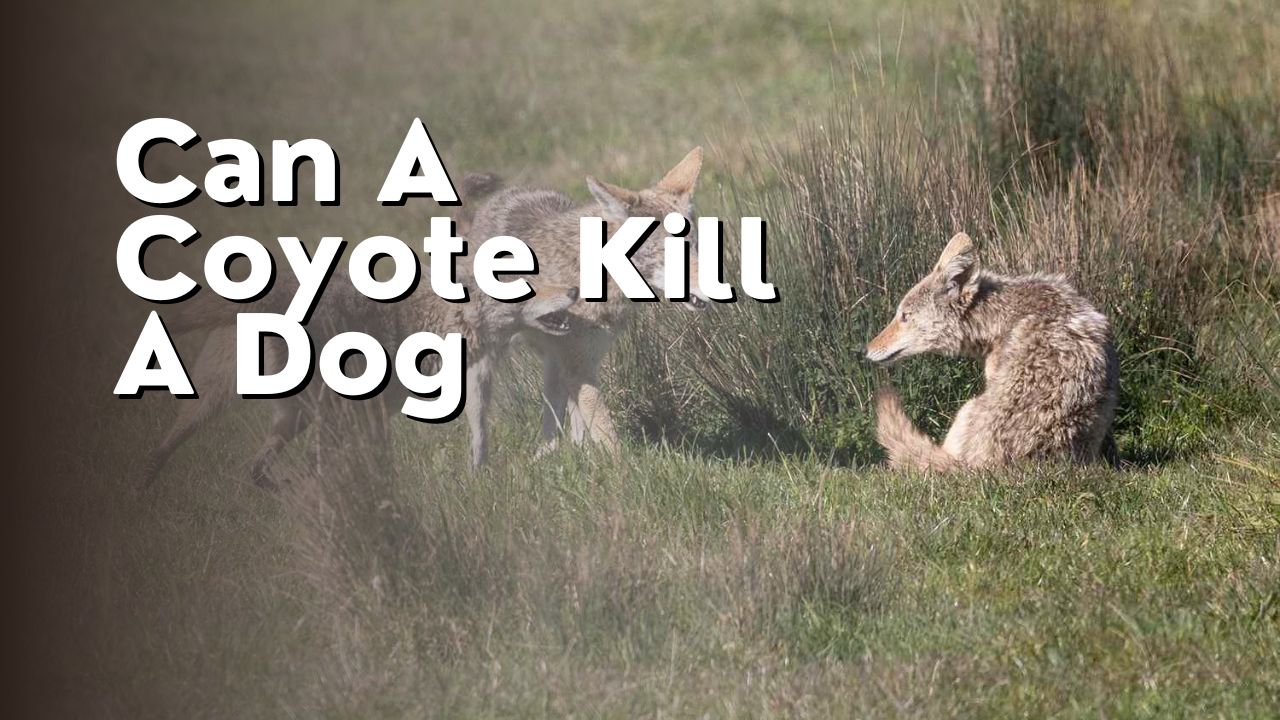Can A Coyote Kill A Dog