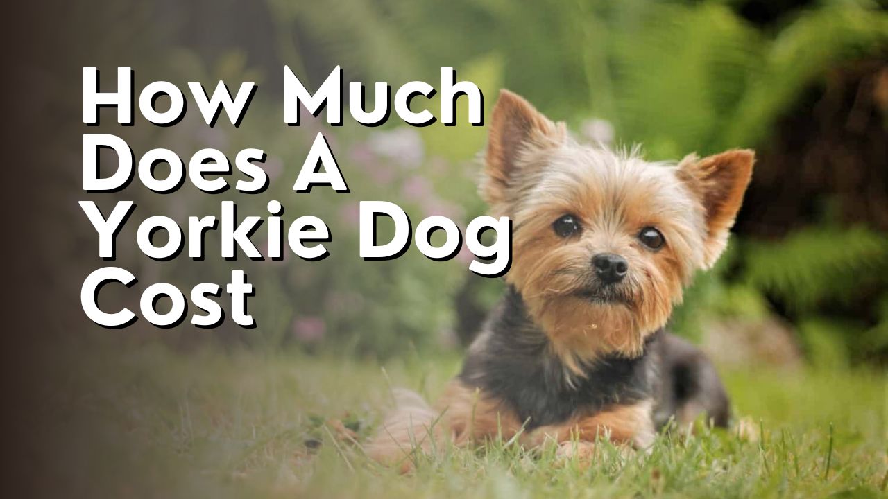 How Much Does A Yorkie Dog Cost