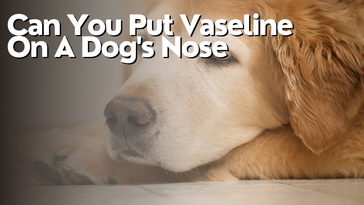 Can You Put Vaseline On A Dog's Nose