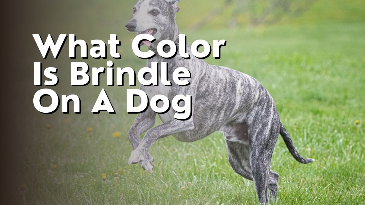 What Color Is Brindle On A Dog