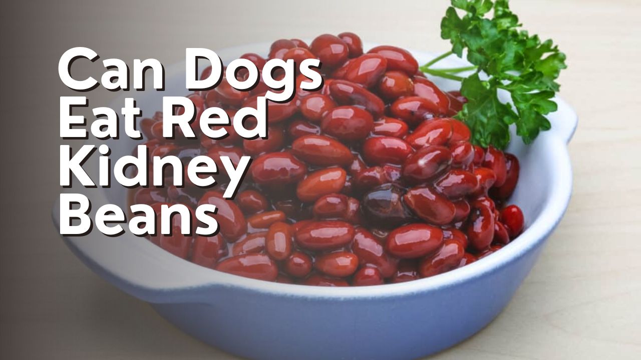 Can Dogs Eat Red Kidney Beans