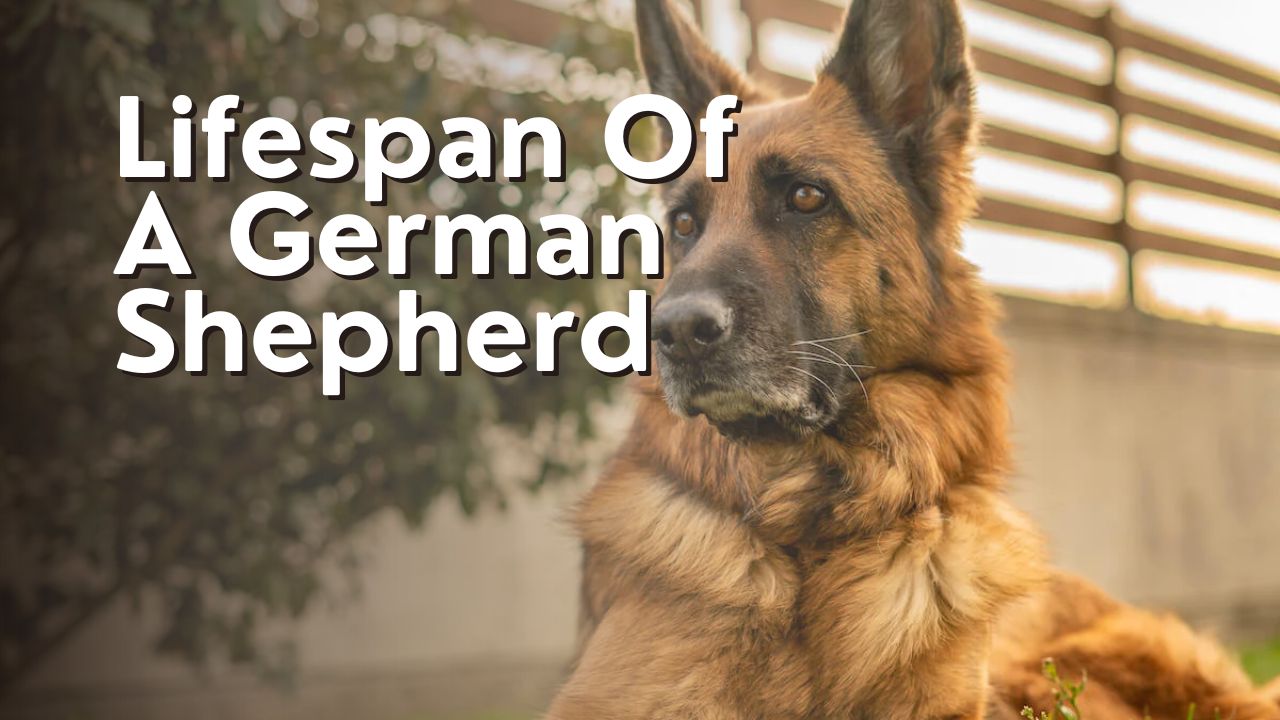 Lifespan Of A German Shepherd