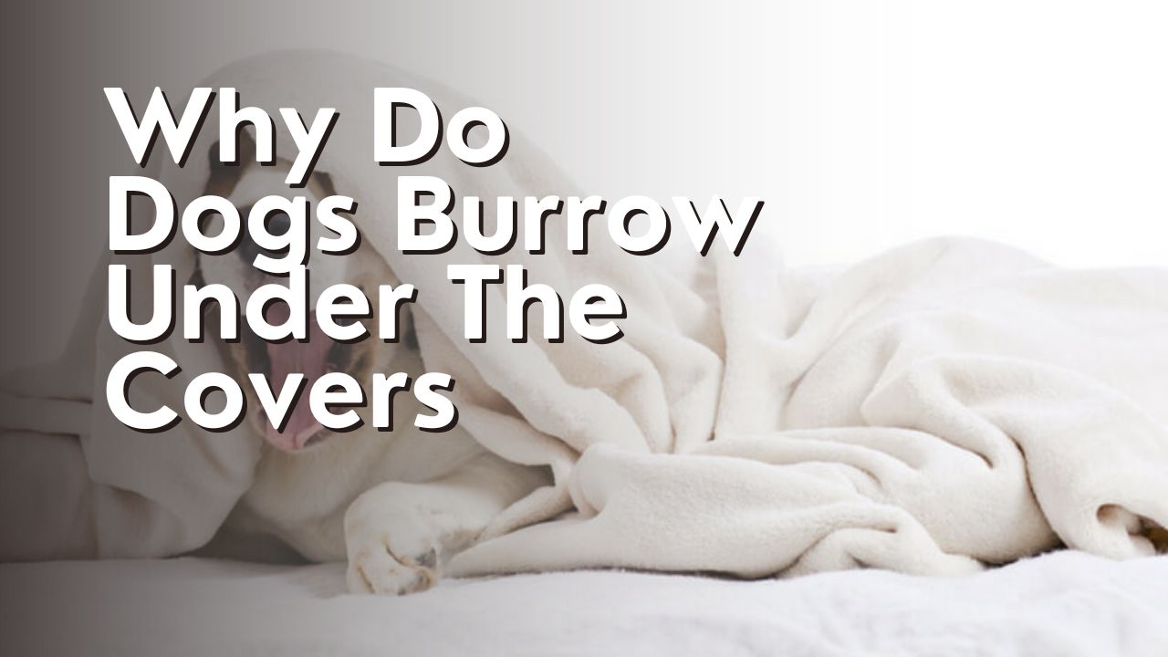 Why Do Dogs Burrow Under The Covers