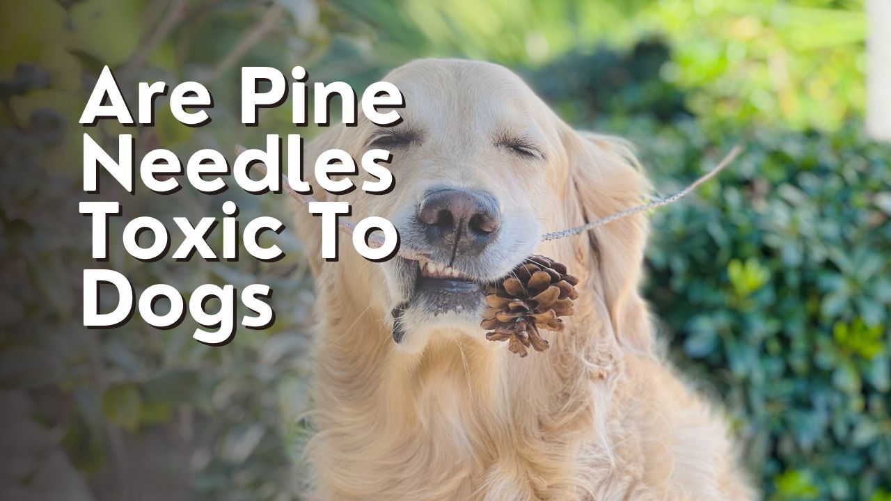 Are Pine Needles Toxic To Dogs