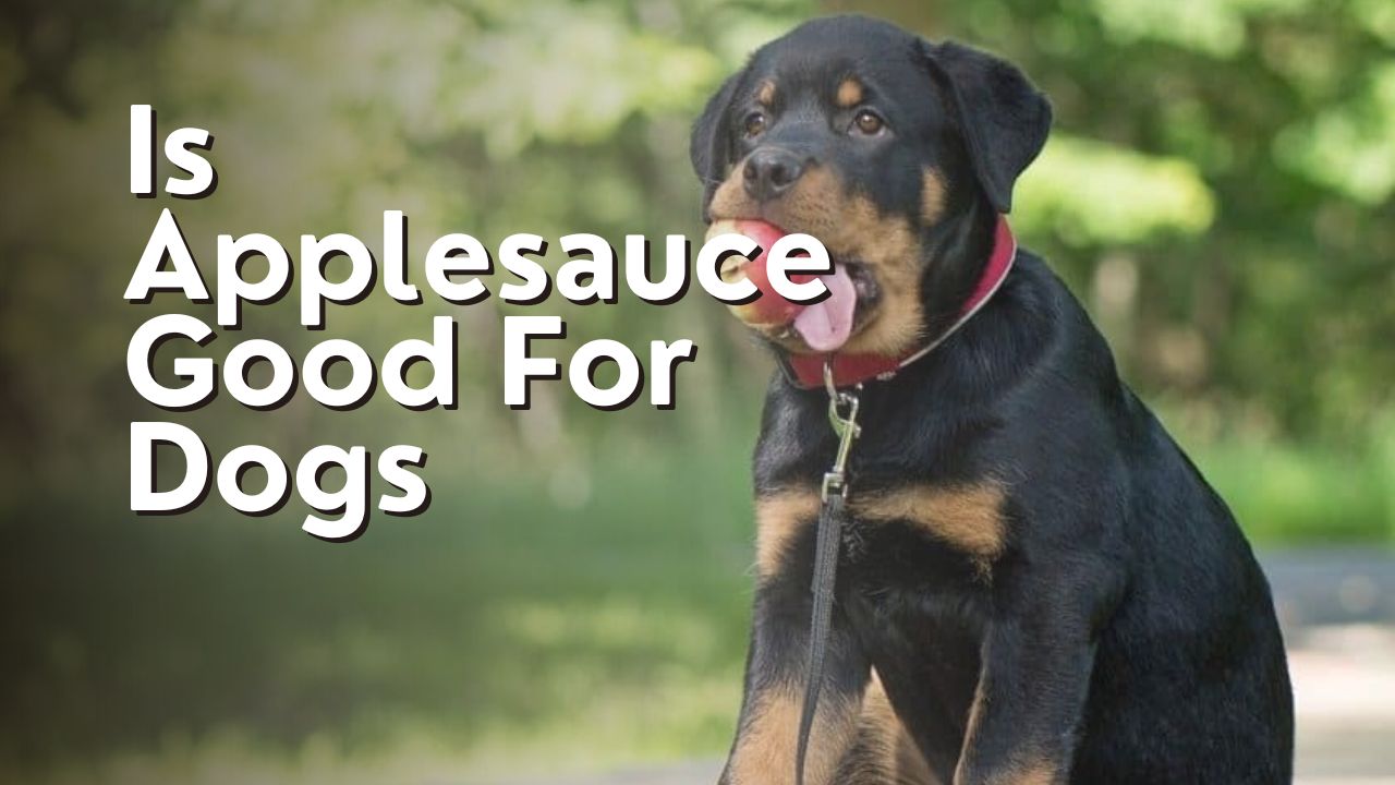 Is Applesauce Good For Dogs