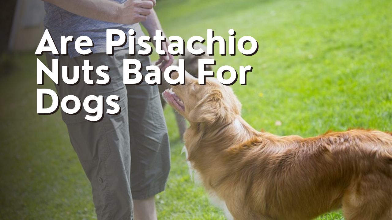 Are Pistachio Nuts Bad For Dogs