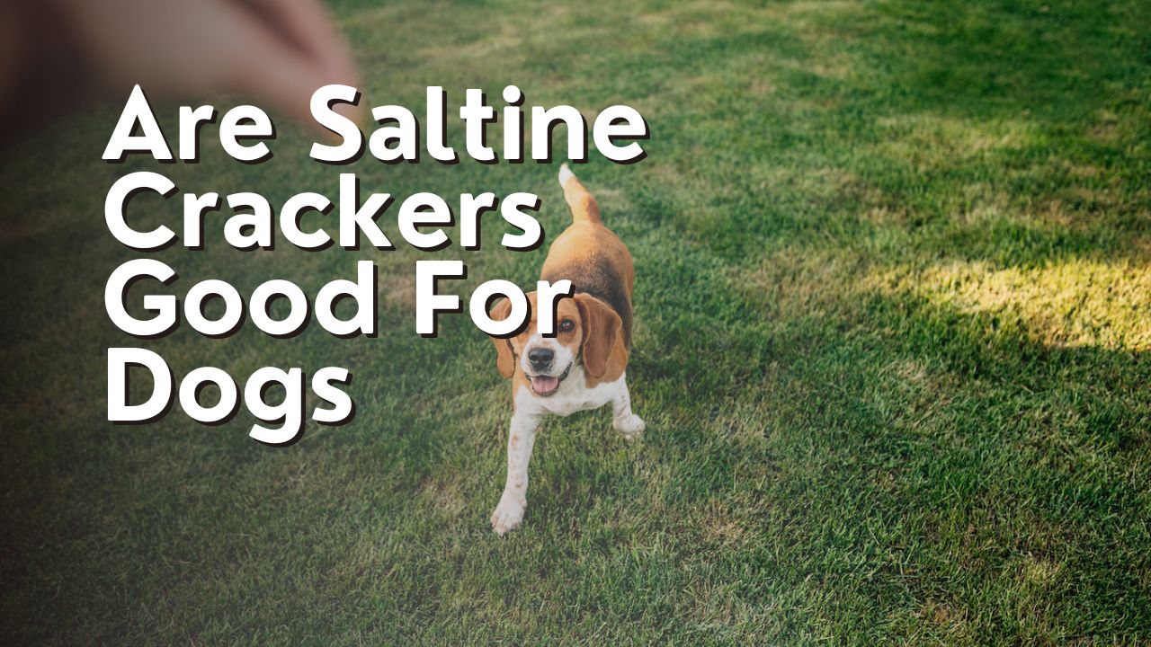 Are Saltine Crackers Good For Dogs