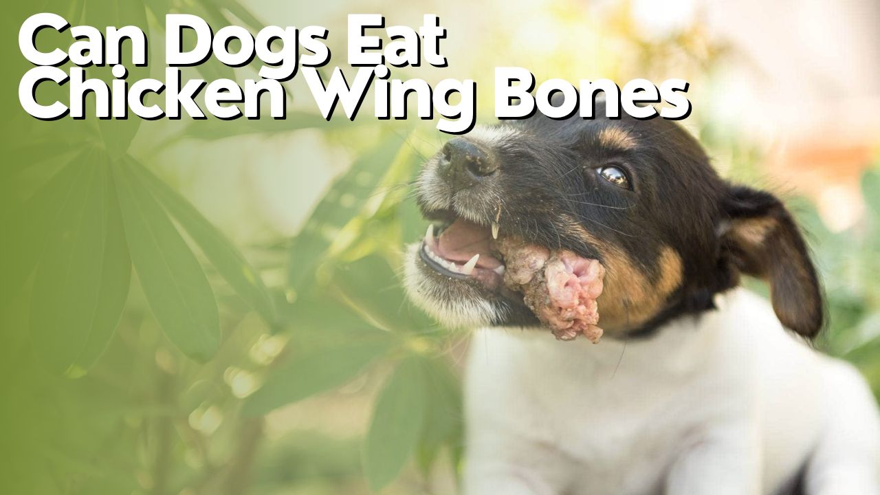 Can Dogs Eat Chicken Wing Bones
