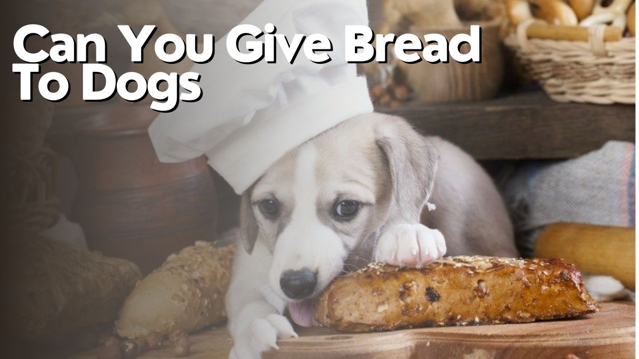 Can You Give Bread To Dogs
