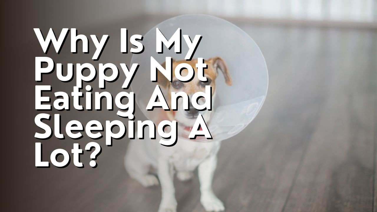 Will My Dog Calm Down After Being Spayed