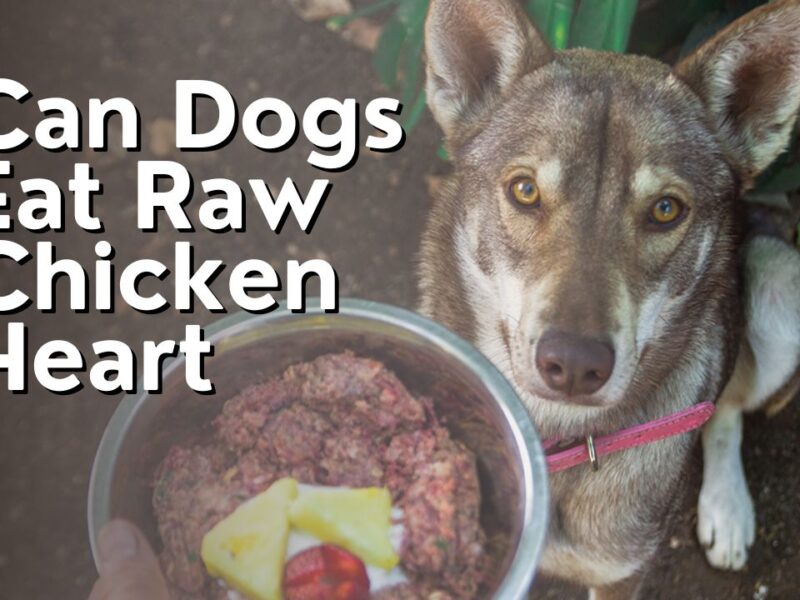 Can Dogs Eat Raw Chicken Heart