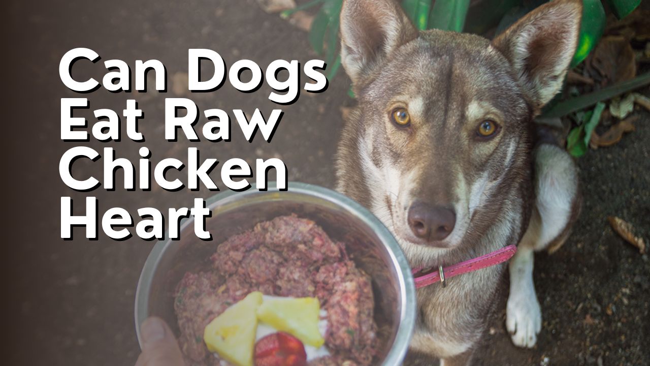 Can Dogs Eat Raw Chicken Heart