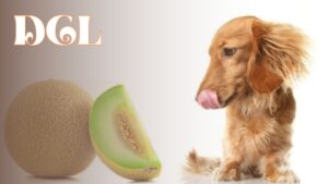 Can Dogs Eat Cantaloupe And Watermelon