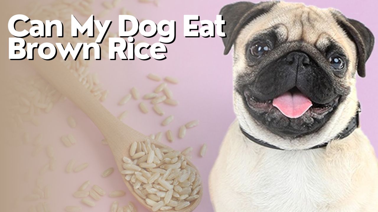 Can My Dog Eat Brown Rice