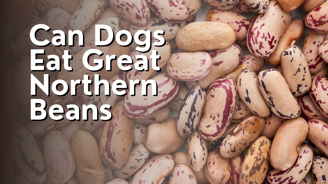 Can Dogs Eat Great Northern Beans