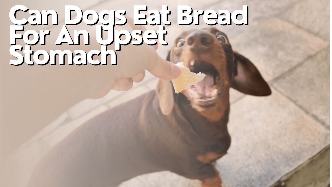 Can Dogs Eat Bread For An Upset Stomach