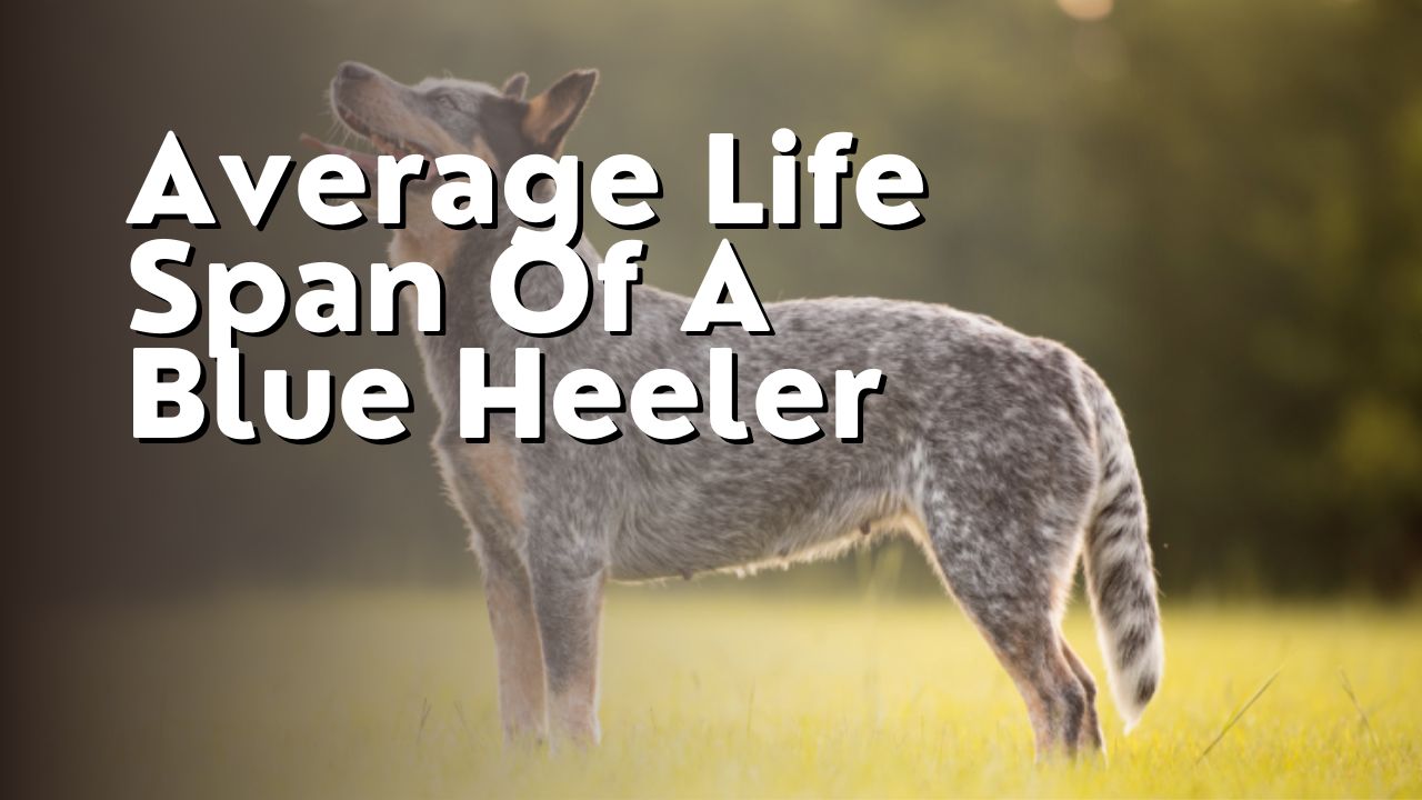 Average Life Span Of A Blue Heeler