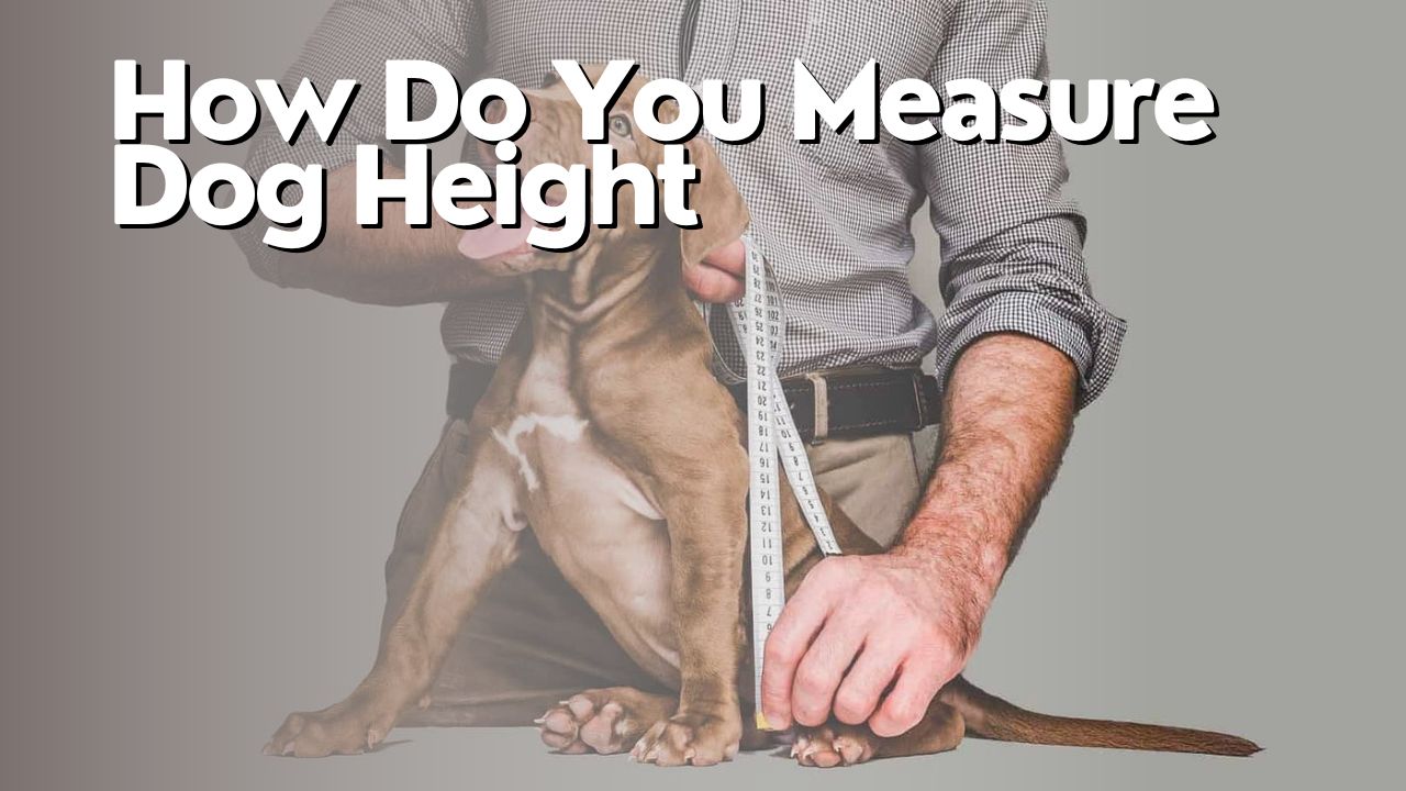 How Do You Measure Dog Height