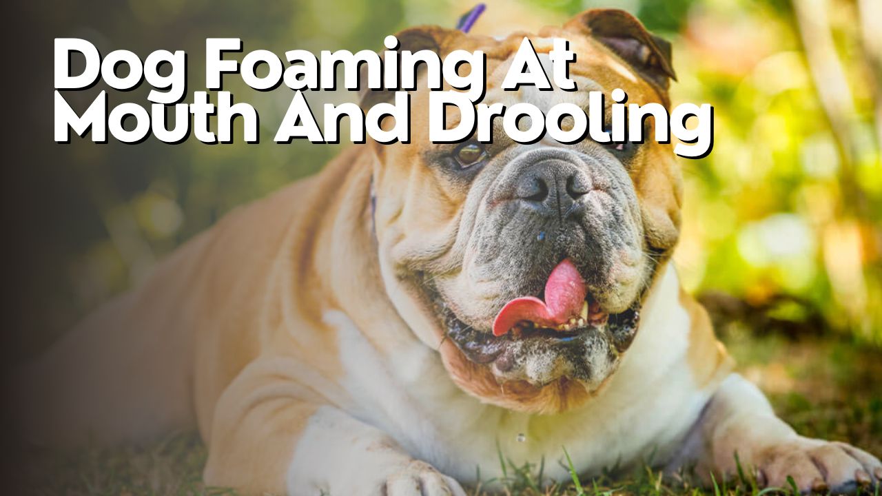 Dog Foaming At Mouth And Drooling