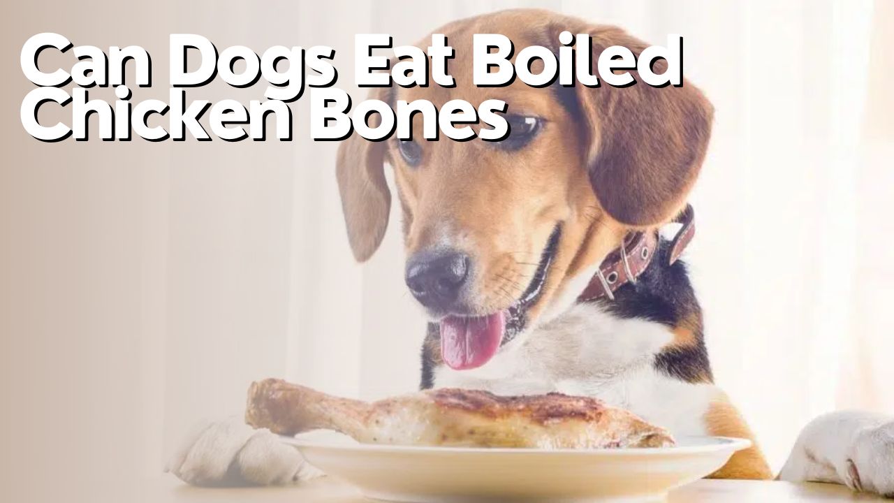 Can Dogs Eat Boiled Chicken Bones