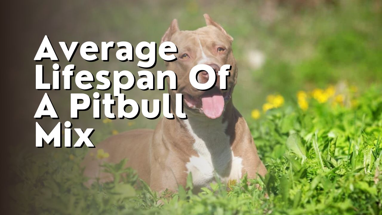 Average Lifespan Of A Pitbull Mix